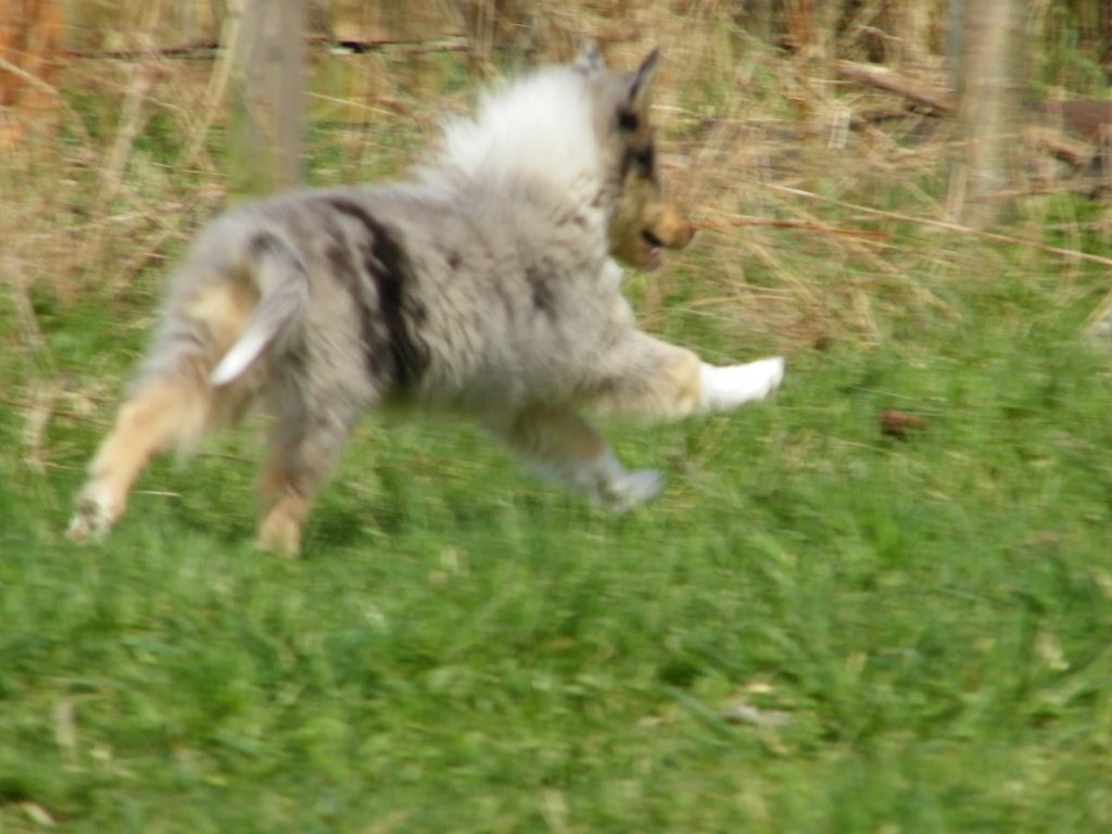 luftsprung