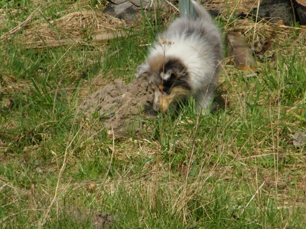 Maulwurf